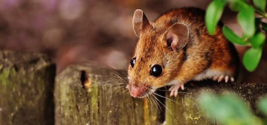 Deer Mouse on Wooden Fence