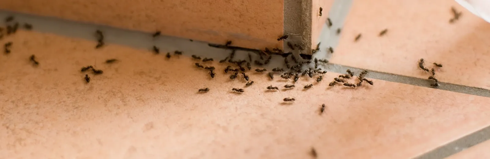 ants in a kitchen