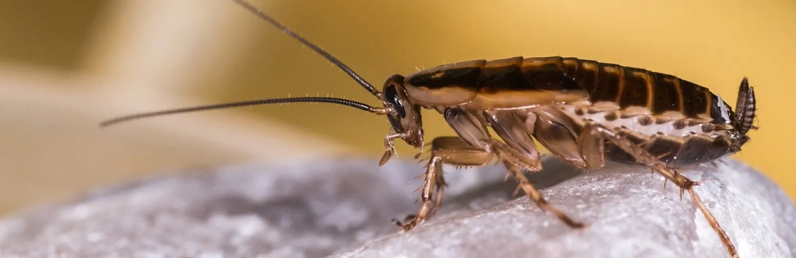 german cockroach on cloth