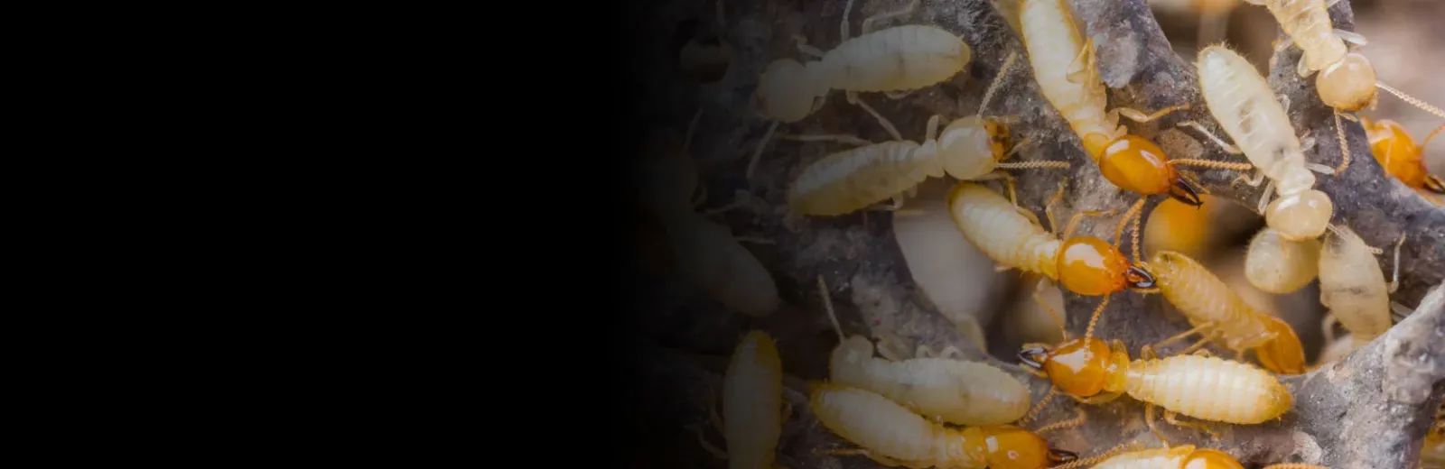 Termites on wood