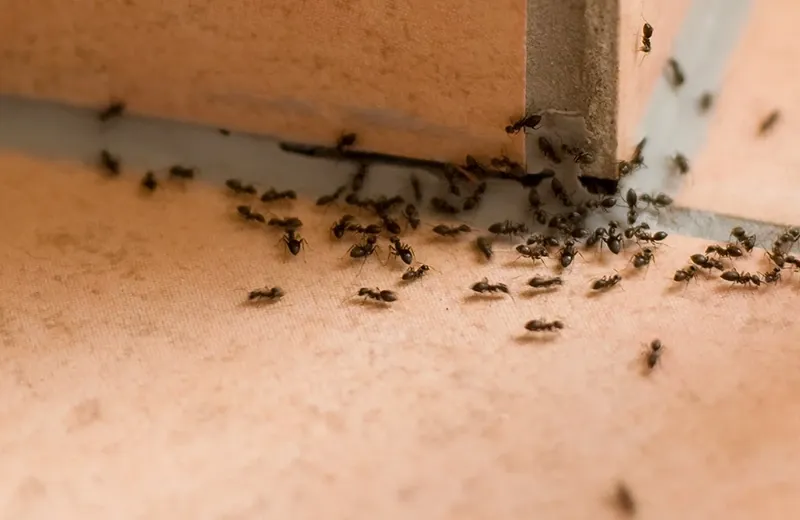 ants in a kitchen
