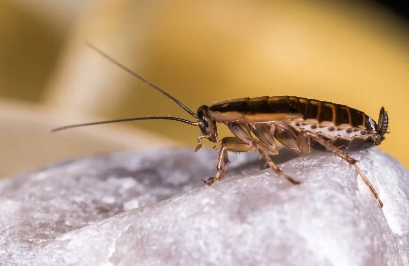 german cockroach on cloth