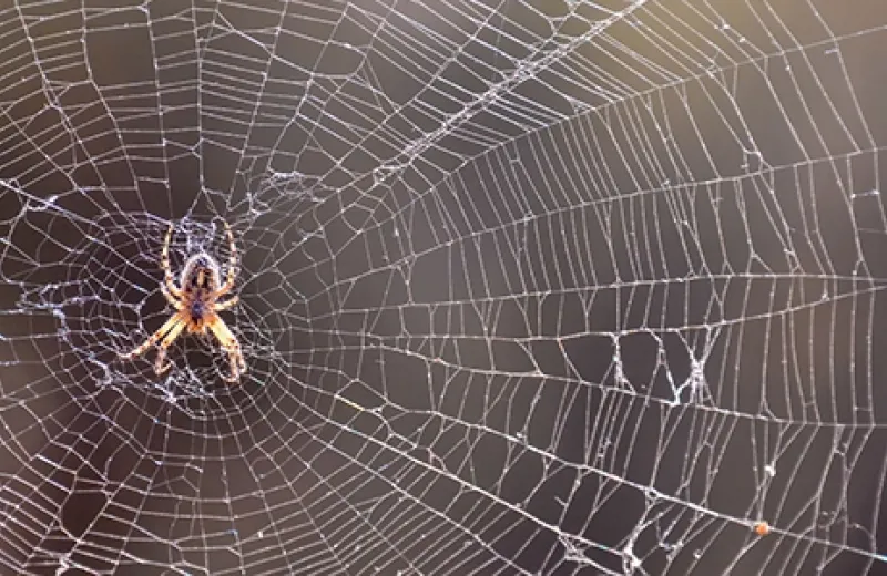 spider in middle of web