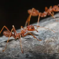 fire ants on stick
