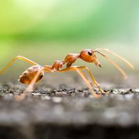 fire ant on the ground