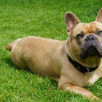 french bulldog laying in the grass collecting fleas