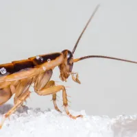 german cockroach