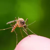 mosquito-on-hand