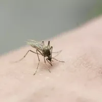 mosquito-on-skin-2