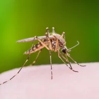 mosquito landing on an arm