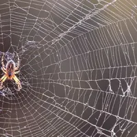 spider in middle of web