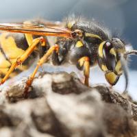 wasp in north carolina