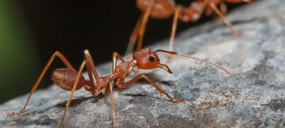 fire ants on stick