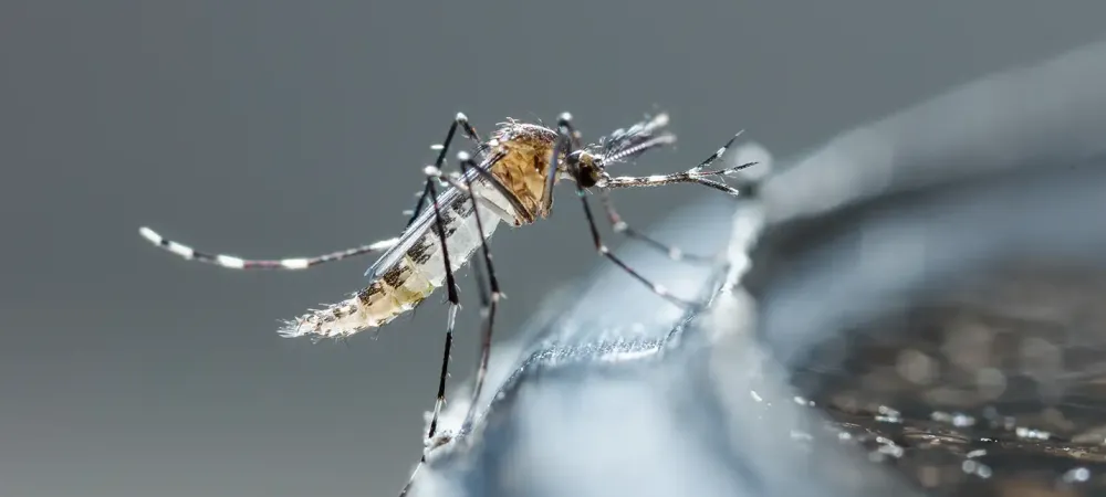 mosquito on the edge of a bird bath