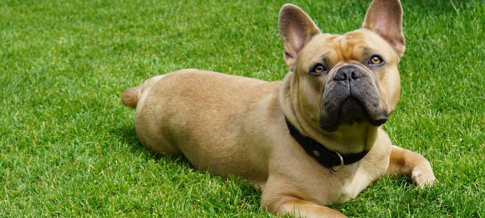 french bulldog laying in the grass collecting fleas