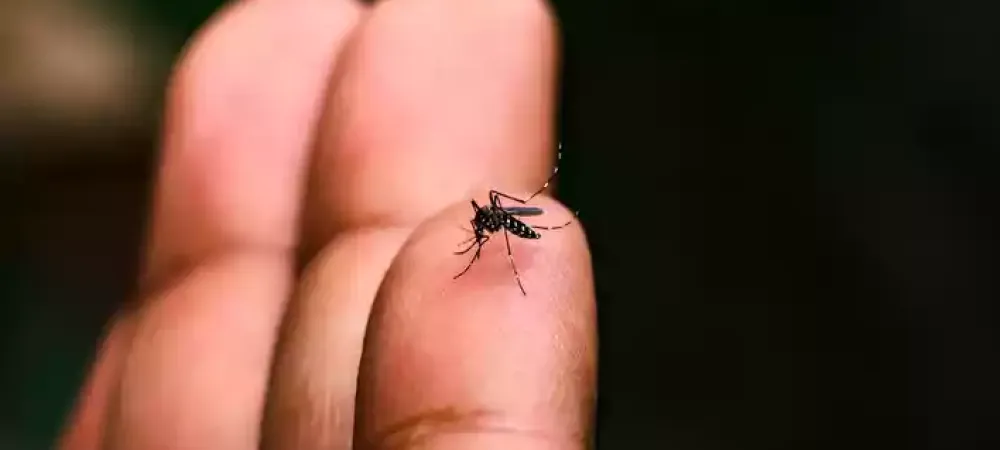 mosquito-on-finger