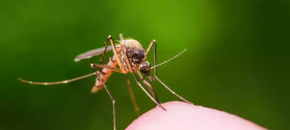 mosquito-on-hand