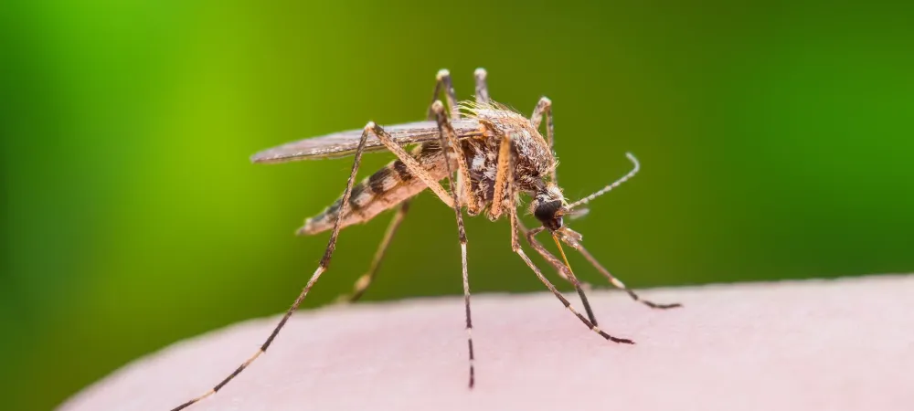 mosquito landing on an arm