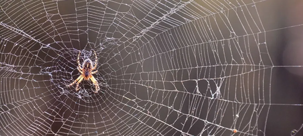 spider in middle of web