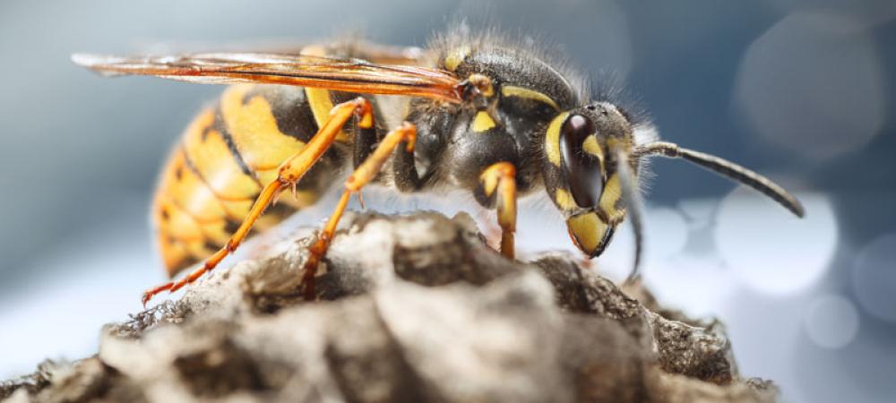 wasp in north carolina