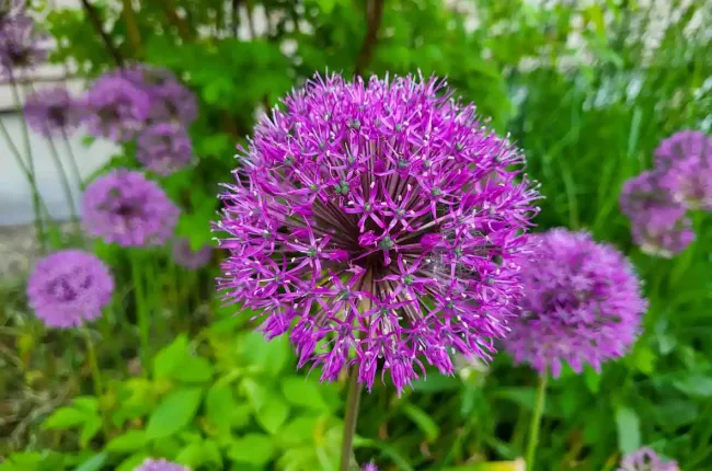 alliums