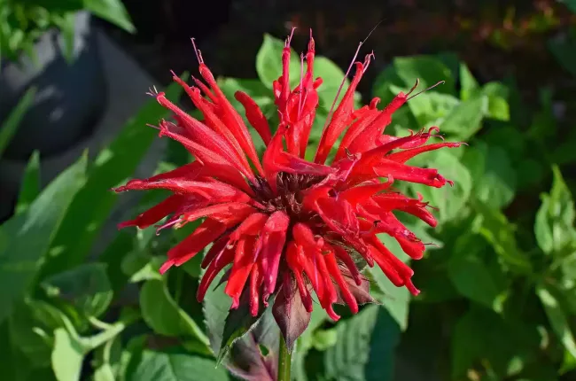 bee_balm