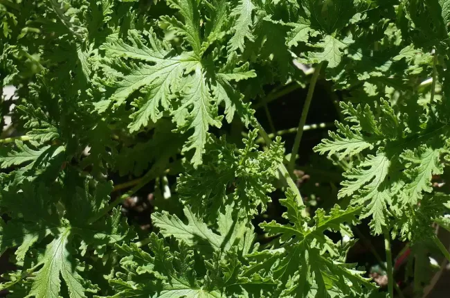 citronella