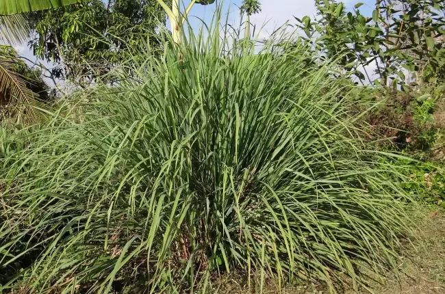 citronella_grass