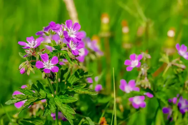 geranium