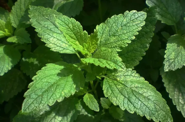 lemon_balm