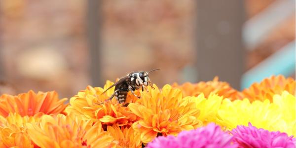 hornet on a bunch of orange and pink flowers