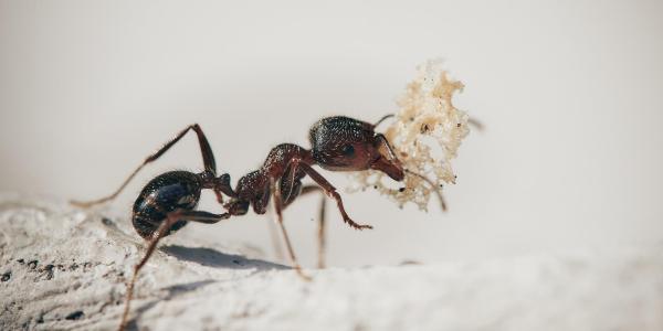 odorous house ant on a stick