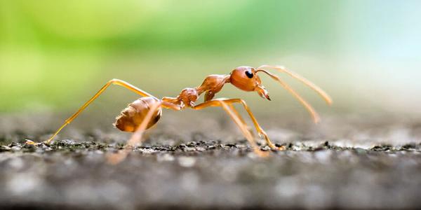 fire ant on the ground