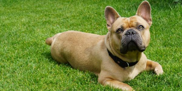 french bulldog laying in the grass collecting fleas