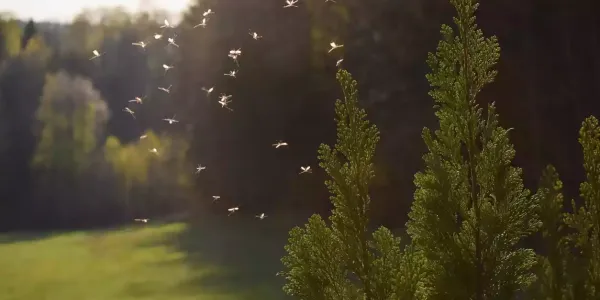 mosquito-in-yard.