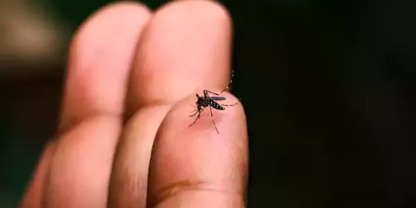 mosquito-on-finger
