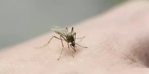 mosquito-on-skin-2