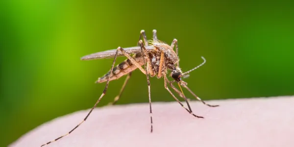 mosquito landing on an arm