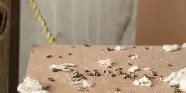 Rat Droppings