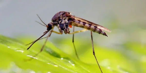 Mosquito on a leaf