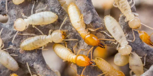 Termites on wood