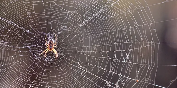 spider in middle of web