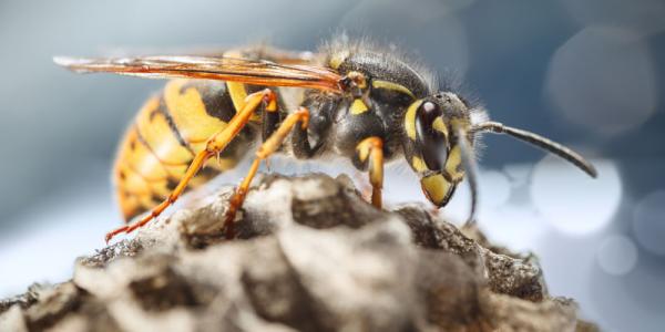 wasp in north carolina